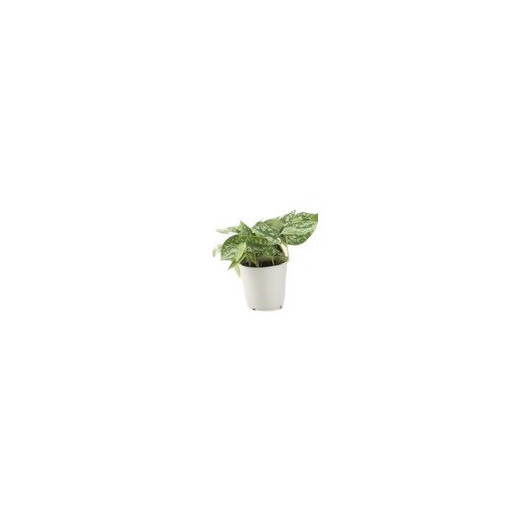 SCINDAPSUS pictus D14 X6 Silver Ann