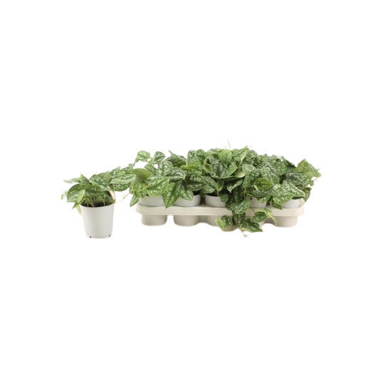SCINDAPSUS pictus D14 X6 Silver Ann