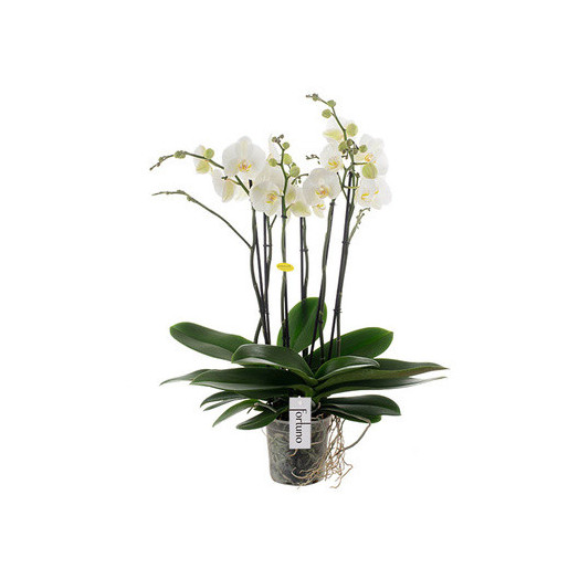 PHALAENOPSIS hybride D17 4/5BR P Fortuno