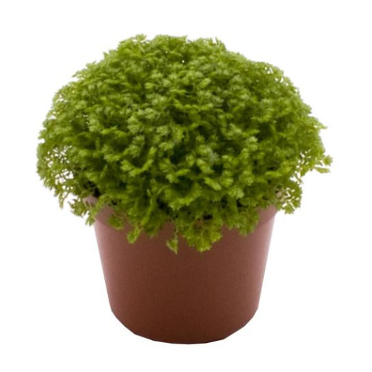 MINI SELAGINELLA apoda D06 x12