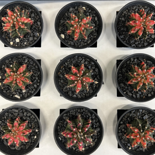 GYMNOCALYCIUM mihanov. D07.5 P x6 Japan MIX MULTICOLOR