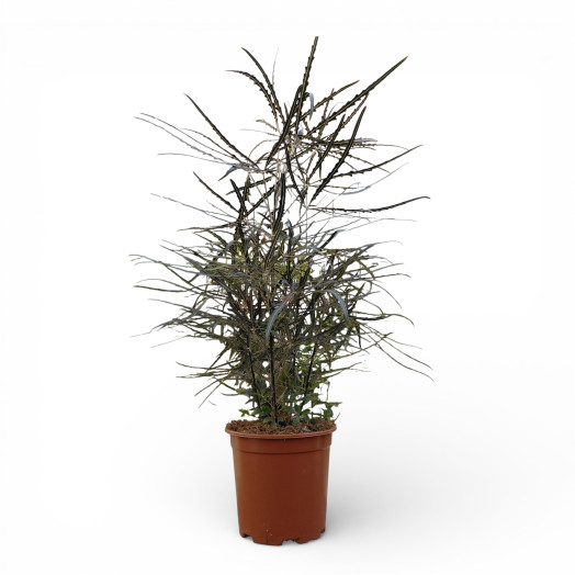DIZYGOTHECA elegantissima D19 P