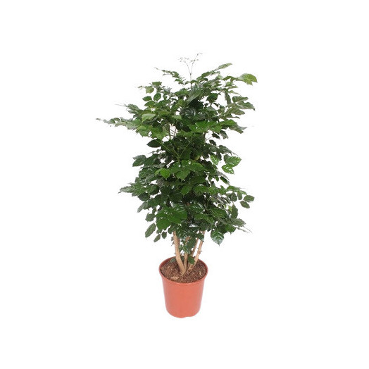 RADERMACHERA sinica D27 P 140CM Hainanensis