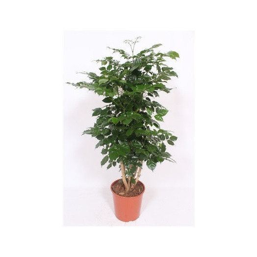 RADERMACHERA sinica D27 P 140CM Hainanensis