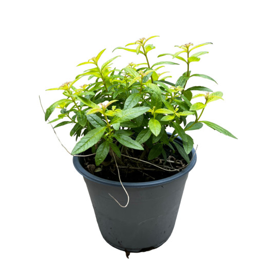 LIPPIA odorata D14 X6 Verveine Citronelle