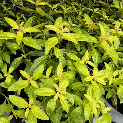 LIPPIA odorata D14 X6 Verveine Citronelle
