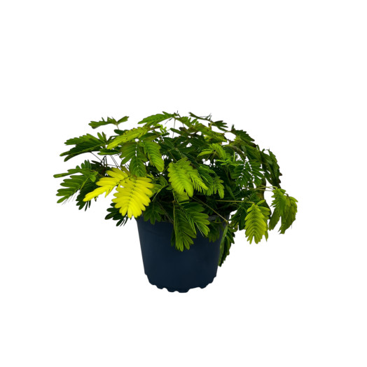 MIMOSA pudica D09 x9 Sensitive pudique