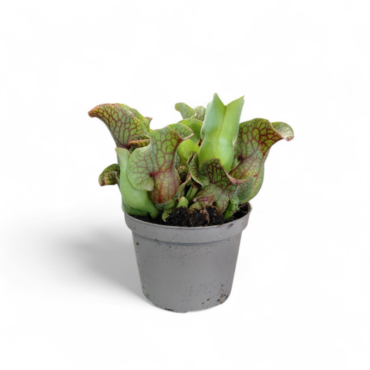 SARRACENIA hybride D12 X6 MIX