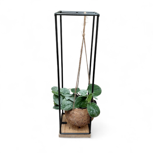 PLANTE VERTE D12 P x8 KOKEDAMA + STRUCTURE METAL