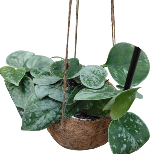 PLANTE VERTE D12 P x8 KOKEDAMA + STRUCTURE METAL