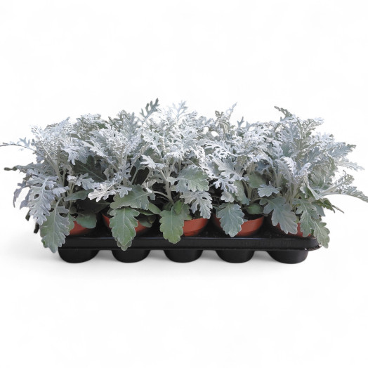 JACOBAEA maritima D13 x8
