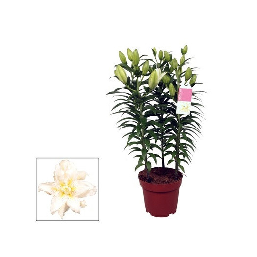 LILIUM orientalis D19 P Roselily BLANC
