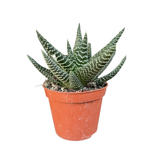 HAWORTHIA hybride D08 P X12 MIX