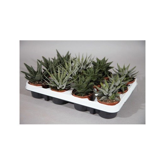 HAWORTHIA hybride D08 P X12 MIX