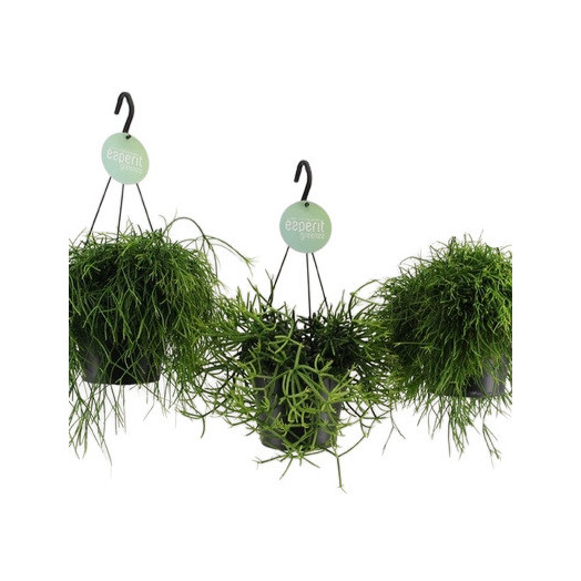 RHIPSALIS hybride D17 P X6 SUSPENSION MIX