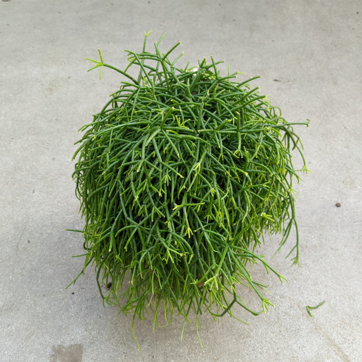 RHIPSALIS hybride D17 P X6 SUSPENSION MIX