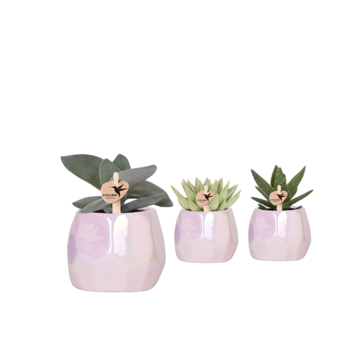 SUCCULENTE x D09C P x5 POT PEARL