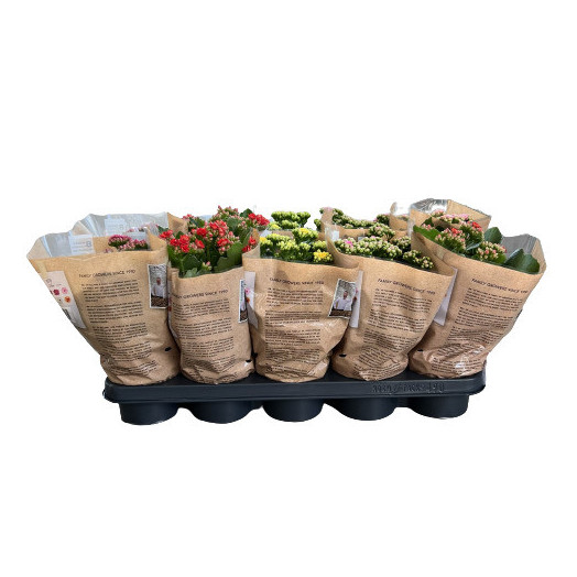 KALANCHOE blossfeldiana D12 P X10 MIX Double Rosalina