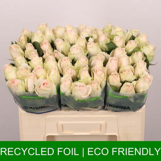 ROSA GR HIGH & BRIDAL @@@ 50