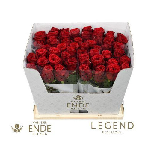 ROSA GR RED NAOMI! 60