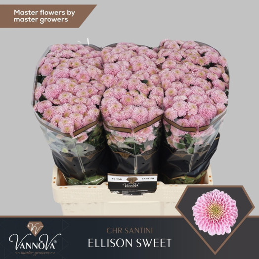 CHRYSANTHEMUM santini ELLISON SWEET 55