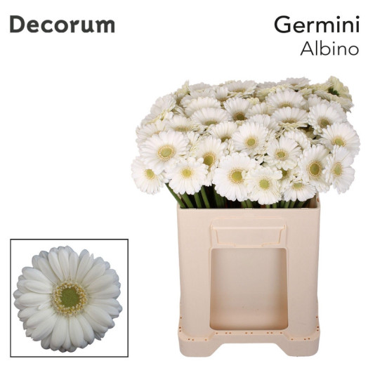 GERMINI ALBINO 50