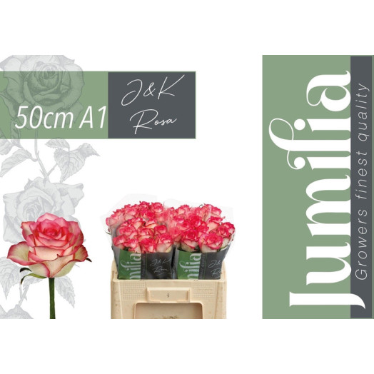 ROSA GR JUMILIA 50
