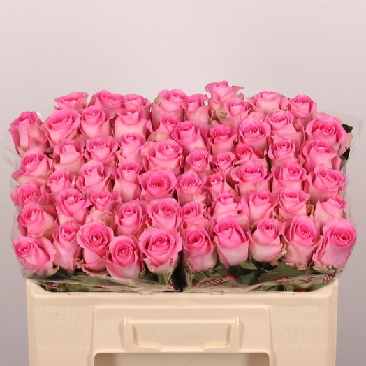 ROSA GR REVIVAL 50