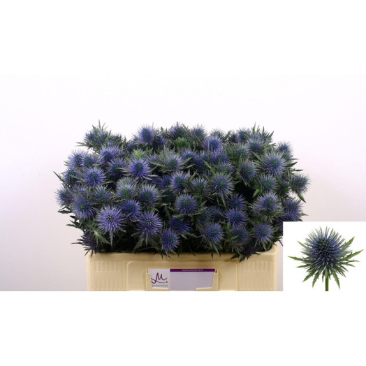 ERYNGIUM MAGNESTAR QSTAR 50