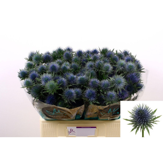 ERYNGIUM MAGNESTAR QSTAR 60