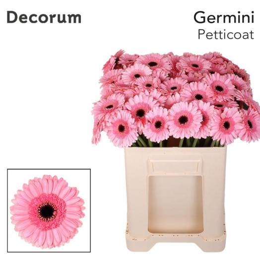 GERMINI PETTICOAT 50