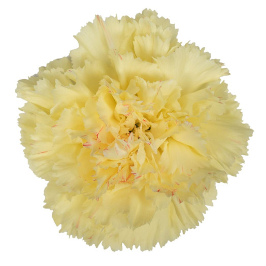 DIANTHUS ST HERMES YELLOW 70
