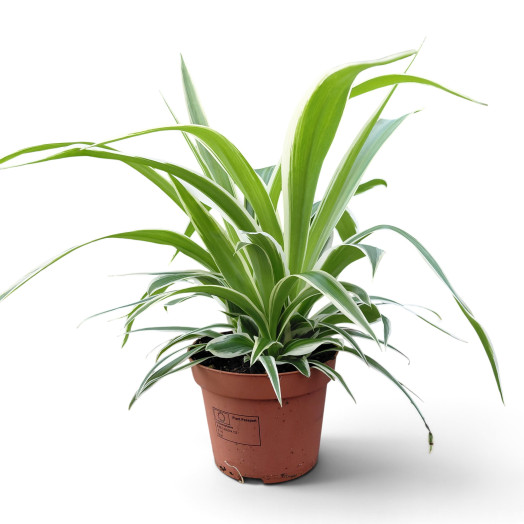 CHLOROPHYTUM laxum D13 X6 Phalangere du Nigeria