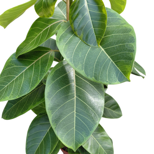 FICUS altissima D21 P Yellow Gem