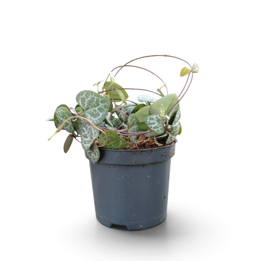 CEROPEGIA woodii D08 P x14