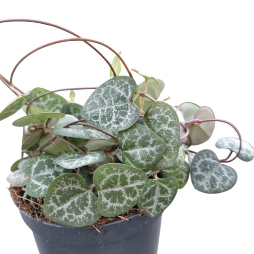 CEROPEGIA woodii D08 P x14