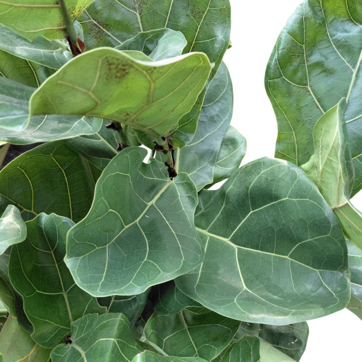 FICUS lyrata D24 P RAMIFIE 110-120CM