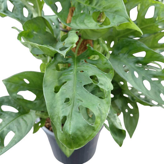 MONSTERA obliqua D16 P X6 Monkey Mask
