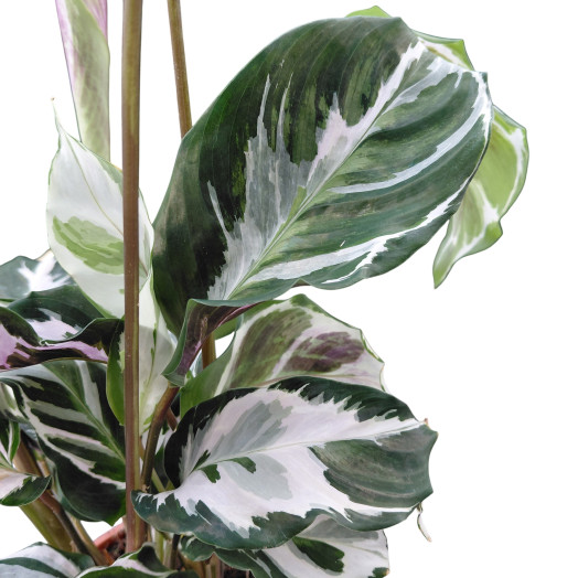 CALATHEA hybride D14 P Fusion White