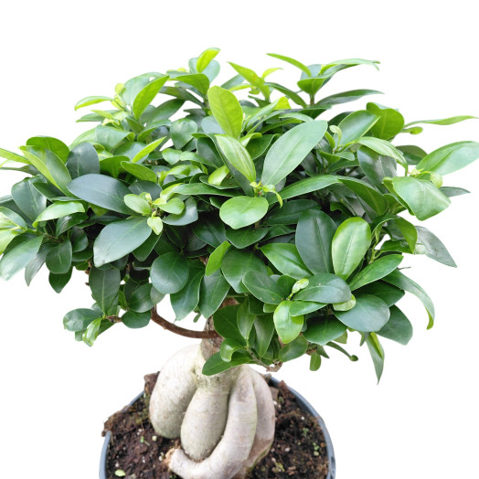 FICUS microcarpa D23 P Ginseng