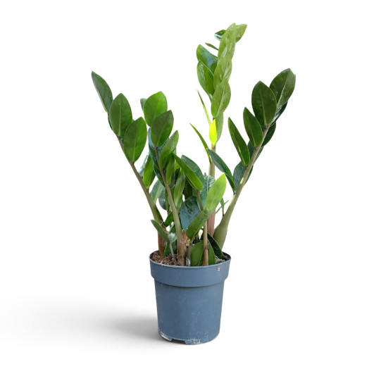 ZAMIOCULCAS zamiifolia D10 P x11 Lima