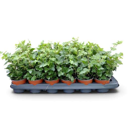 HEDERA helix D09X24 VERT