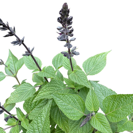 SALVIA x D15 x6 Black and Bloom
