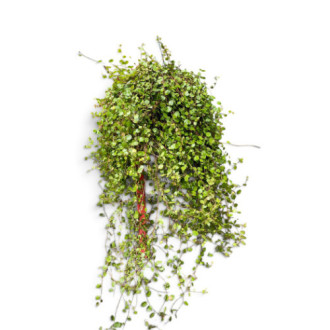 00123543_01