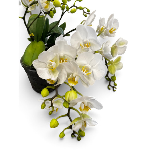 PHALAENOPSIS hybride D12 3BR P x6 Freedanzo