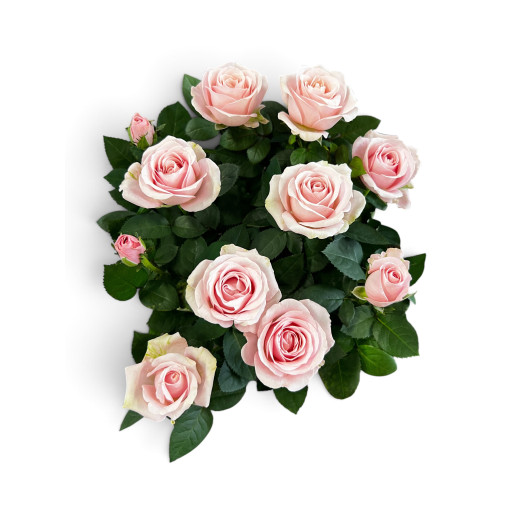 ROSA hybride D14 P X8 Amorosa Infinity Soft Pink