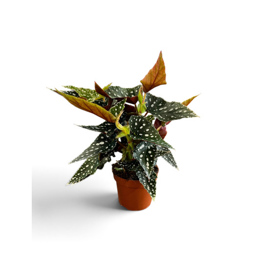 BEGONIA maculata D12 X8 Spotlight green