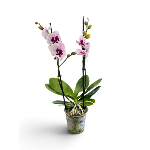 PHALAENOPSIS hybride D12 2BR P x6 Aladdin