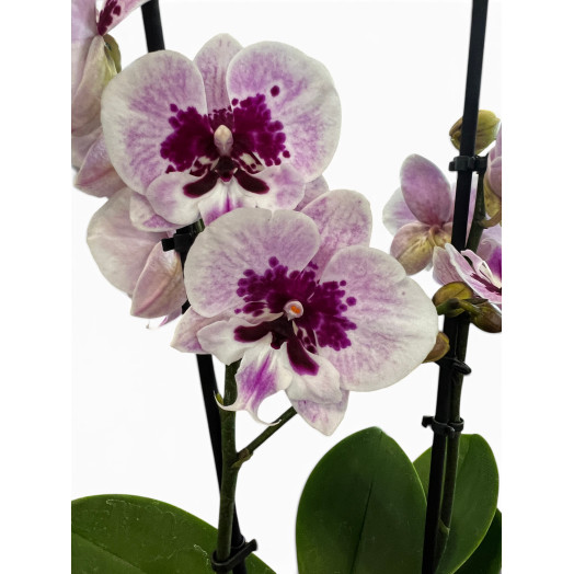 PHALAENOPSIS hybride D12 2BR P x6 Aladdin
