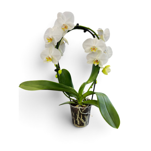 PHALAENOPSIS hybride D12 1BR P x5 CASCADE BLANC